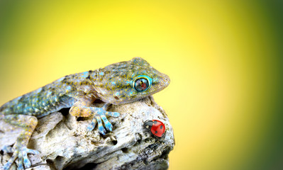 gecko and ladybird close up with yellow background