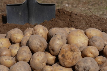 Digging organic potatoes from a home garden