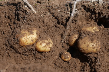 Digging organic potatoes from a home garden