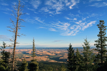 Looking Through Evergreen Trees into the Wallowa Valley, Oregon,