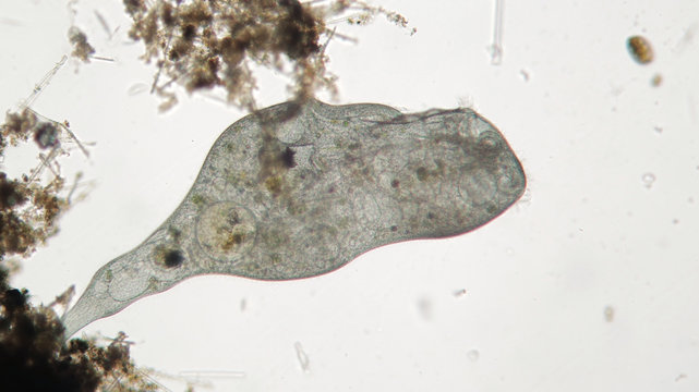 Microorganism Stentor or trumpet animalcules is filter-feeding, heterotrophic protozoan ciliate