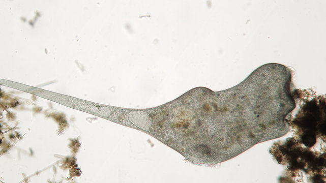 Stentor or trumpet animalcules is filter-feeding, heterotrophic protozoan ciliate. Microorganism fastening and stretching out to horn shape