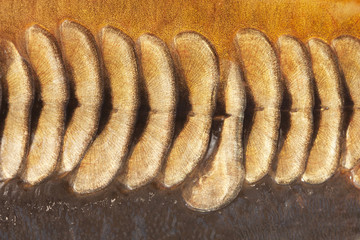 scales