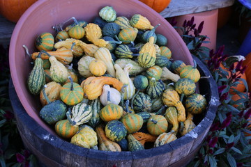 The Gourds