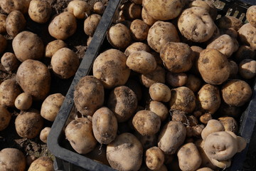 Digging organic potatoes from a home garden