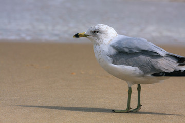 Seagul