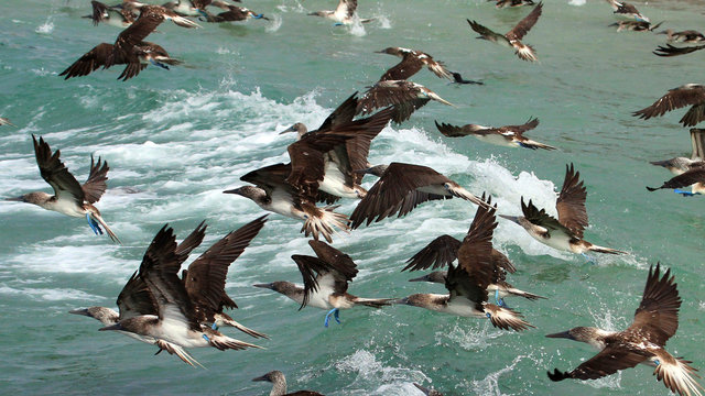 Hundreds of blue footed boobies flying and fishing, Galapagos, Ecuador