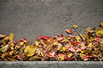 Autumn Leaves Background