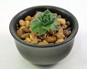 Tiny Succulent in a Black Ceramic Pot