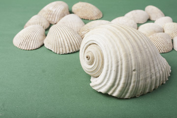 conchas do mar em fundo verde