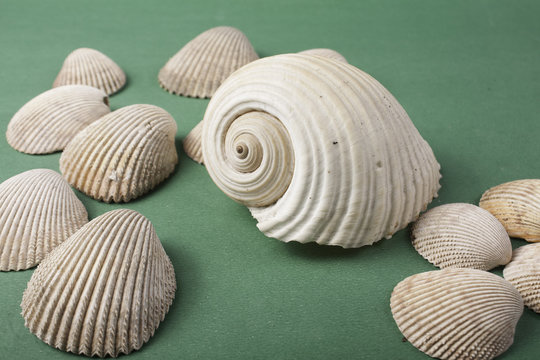 conchas do mar em fundo verde