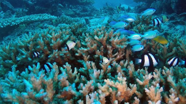 Tropical fish dart in and out of a healthy coral head, which they use for protection from predators.