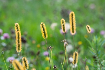 Obraz premium 夕陽に輝く雑草