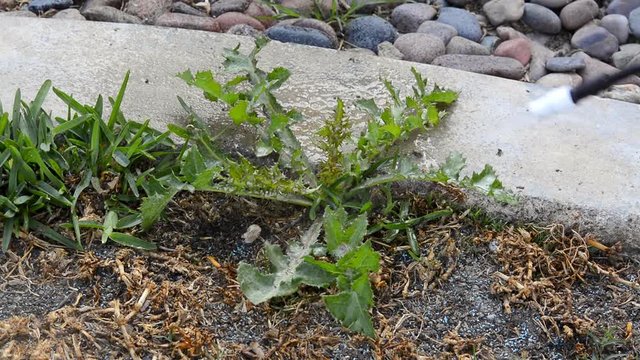 A gardener sprays weed killer on a healthy dandelion to kill it.