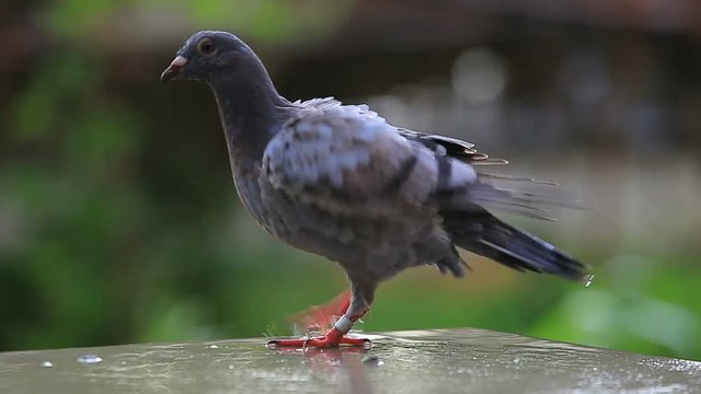 pigeon bird and rain falling drop