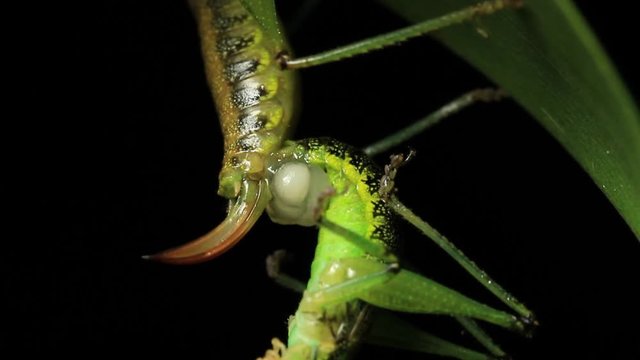 Cricket Insect Mating 2 of 3