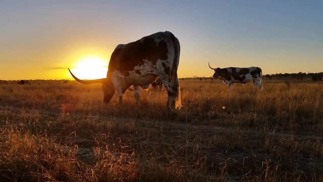Texas Longhorn cattle farming sunset / sunrise landscape