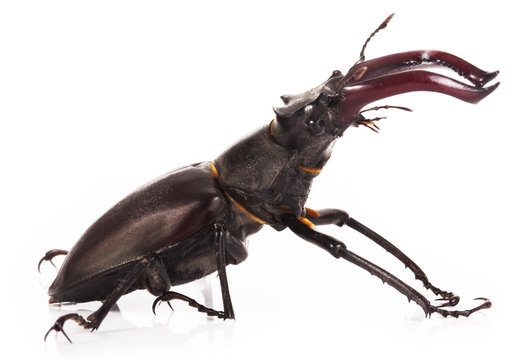 Stag beetle