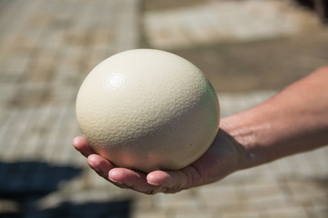 Man's hand  holding up ostrich egg. Ellowish egg with porous surface.
