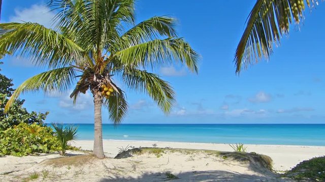 Beautiful tropical, exotic beach with coconut palm trees