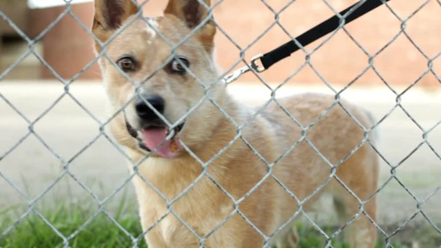 Dog standing behind fence panting
