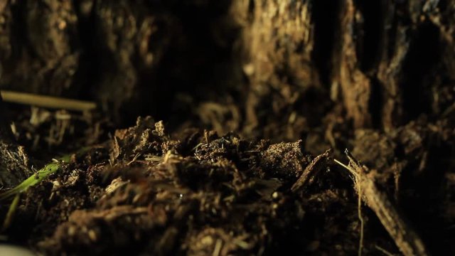Cicada emerging from the earth