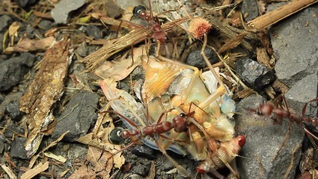 Cicada Attacked by Bull Ants 16
