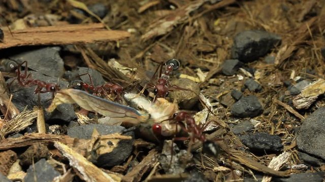 Cicada Attacked by Bull Ants 26