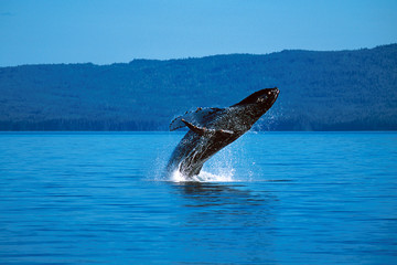 Obraz premium Humpback whale breaching (Megaptera novaeangliae), Alaska, South