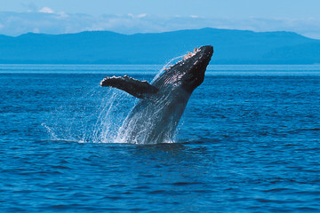 Fototapeta premium Humpback whale breaching (Megaptera novaeangliae), Alaska, South