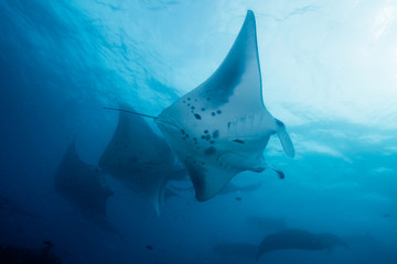 School of manta ray