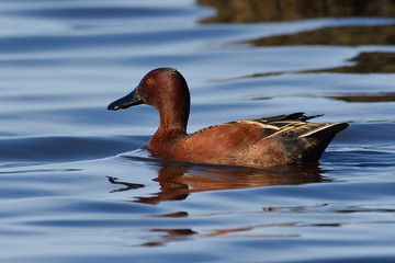Cinnamon Teal