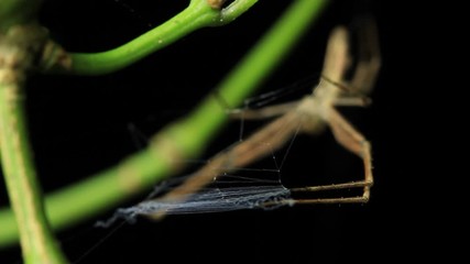 Net-casting ogre faced Spider (Deinopis subrufa) 3 of 3