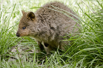 pademelon