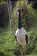 stork blue necked