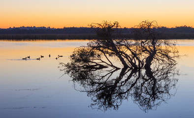Herdsman Lake at Dawn