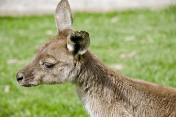 KI kangaroo