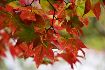 絵画のようなもみじのグラデーション