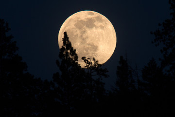 Fototapeta na wymiar Full moon rising behind trees