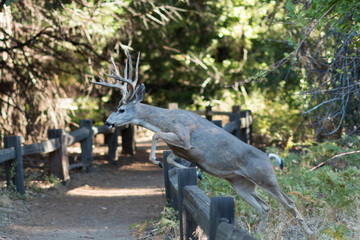 Mule deer buck jumping over a fence in Yosemite Valley.