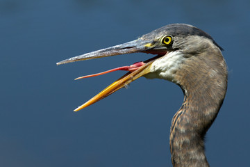 Great Blue Heron sticks out tongue