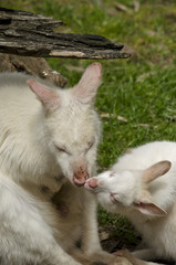 Fototapeta premium kangaroo and joey kissing