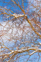 corkscrew willow (Salix matsudana Tortuosa) covered with snow on