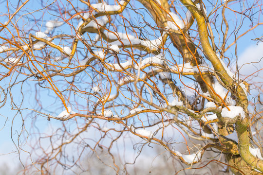 corkscrew willow (Salix matsudana Tortuosa) covered with snow on