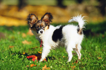 Continental Toy Spaniel dog Papillon puppy staying outdoors at autumn background © Eudyptula