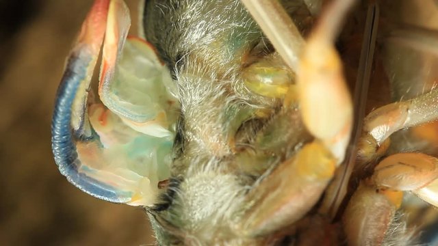 Cicada Hatching 4