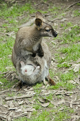 wallaby and albino joey