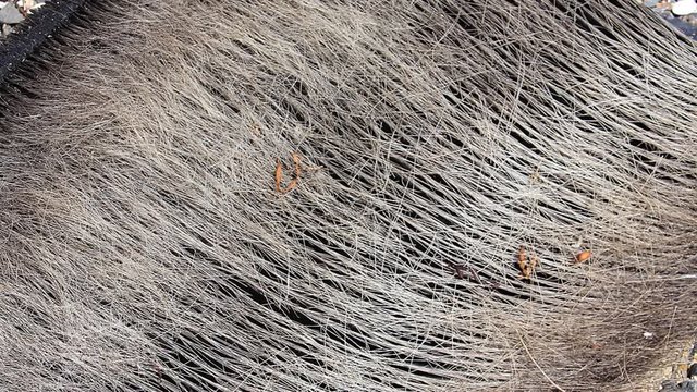 Whale Baleen - Humpback whale - Cetacean (Wid