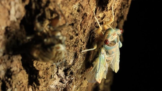 Cicada Hatching 12
