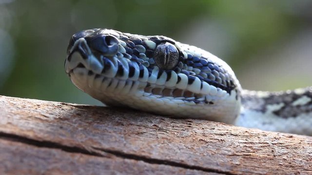 head of Snake Reptile Diamond Python